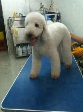  Exceptional Pet Grooming Services in Oklahoma City, OK: Transform Your Pet's Look Today!