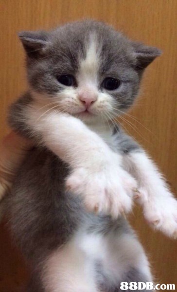 cat,small to medium sized cats,mammal,cat like mammal,vertebrate