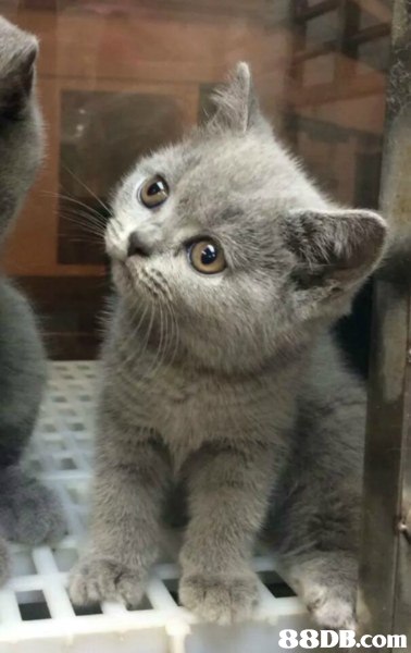 cat,small to medium sized cats,mammal,cat like mammal,chartreux
