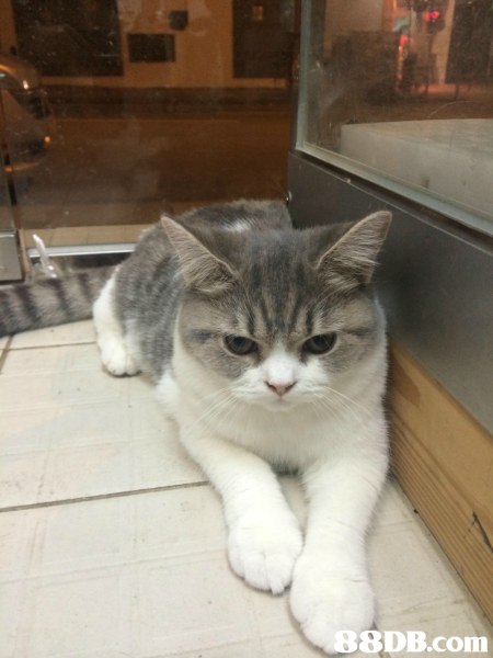 cat,small to medium sized cats,mammal,cat like mammal,whiskers