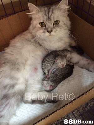 cat,small to medium sized cats,cat like mammal,whiskers,british semi longhair