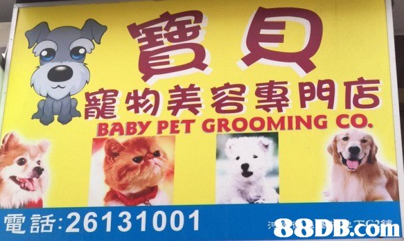 尊寵物美容專門店 BABY PET GROOMING CO. 電話:26131001 88DB.com  dog