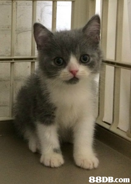 cat,small to medium sized cats,cat like mammal,whiskers,domestic short haired cat