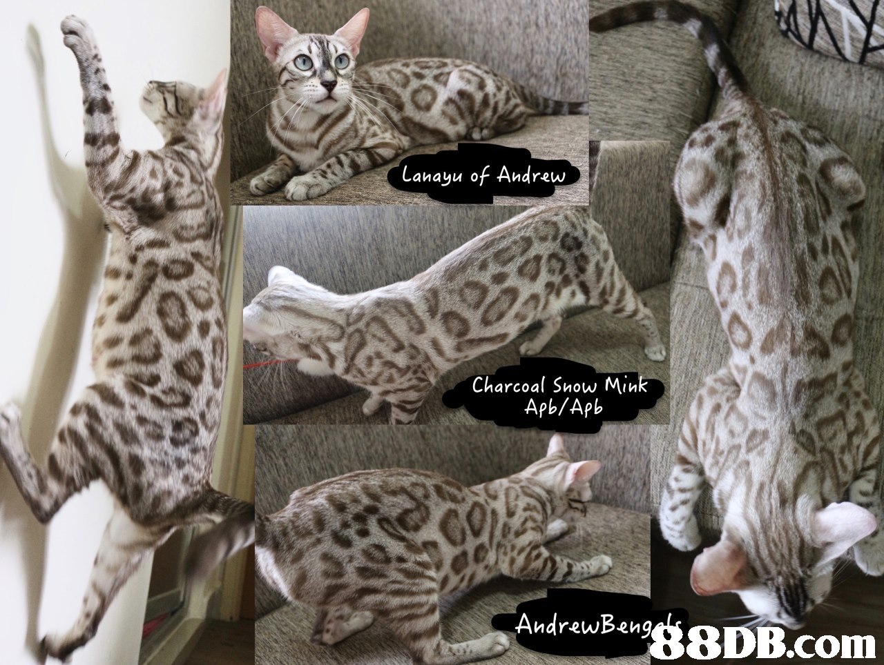 Lanayu of Andrew Charcoal Snow Mink Apb/Apb AndrawBanK8DB.com,cat,fauna,mammal,small to medium sized cats,cat like mammal