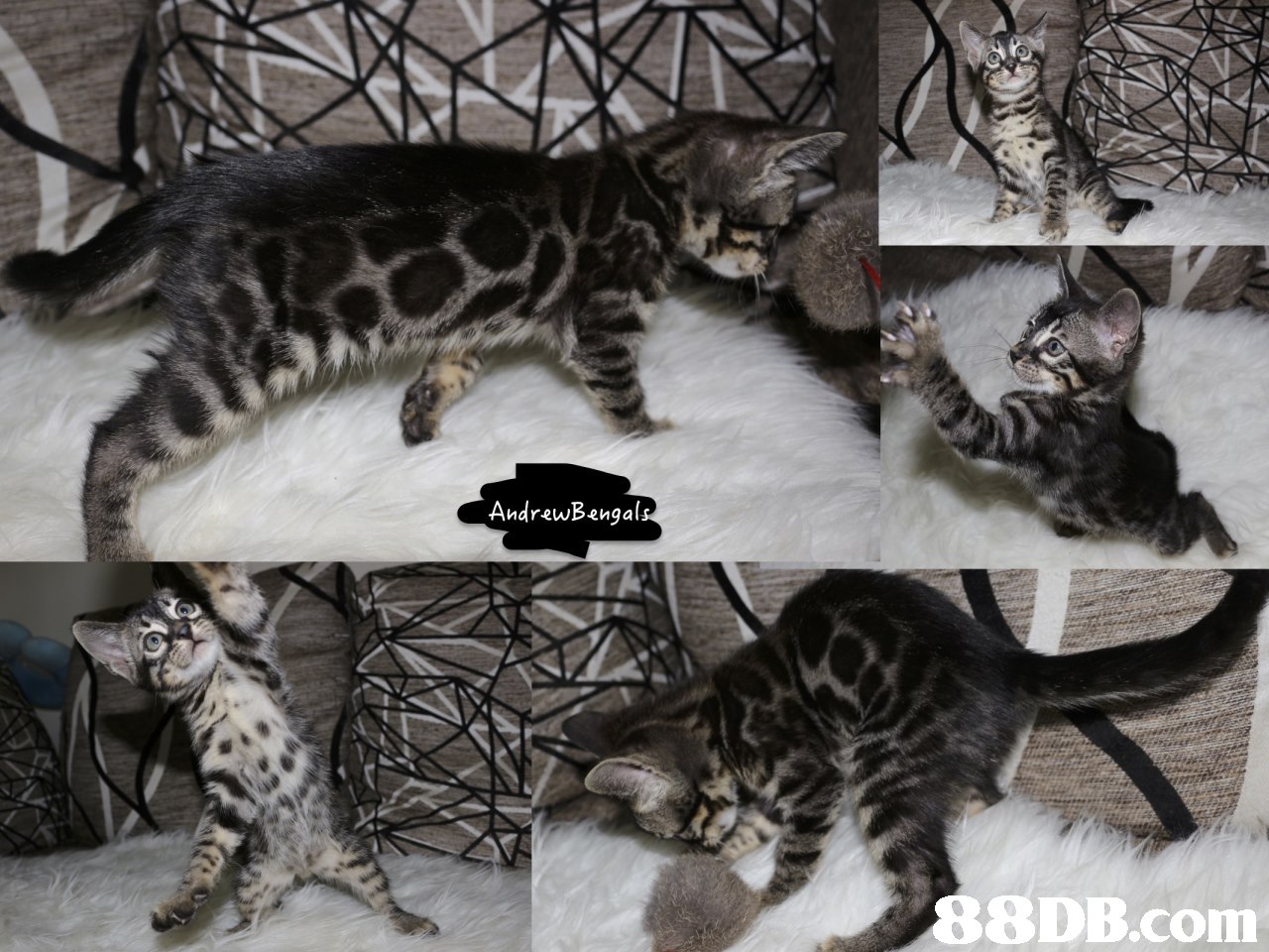 AndrewBangal 8DB.com,cat,mammal,small to medium sized cats,cat like mammal,fauna