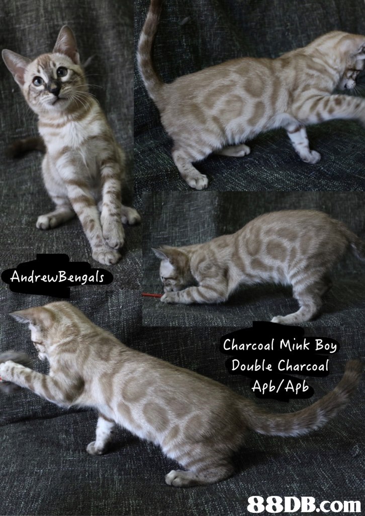 AndrewBengals Charcoal Mink Boy Double Charcoal,cat,fauna,small to medium sized cats,mammal,cat like mammal