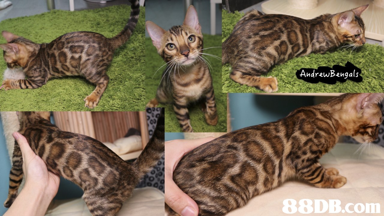 AndrewBengals,cat,mammal,small to medium sized cats,cat like mammal,dragon li