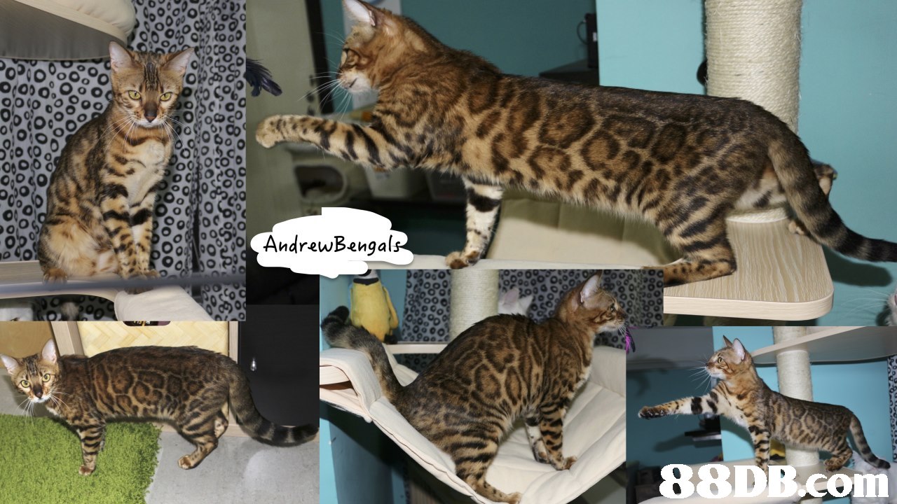 0 Andrewbenga 2,cat,mammal,fauna,small to medium sized cats,cat like mammal