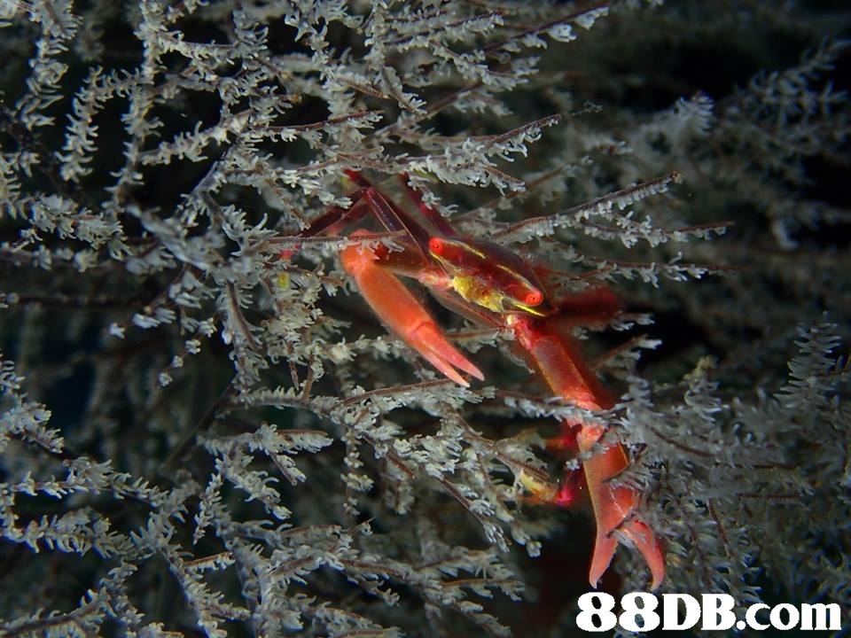 marine biology,ecosystem,underwater,organism,water
