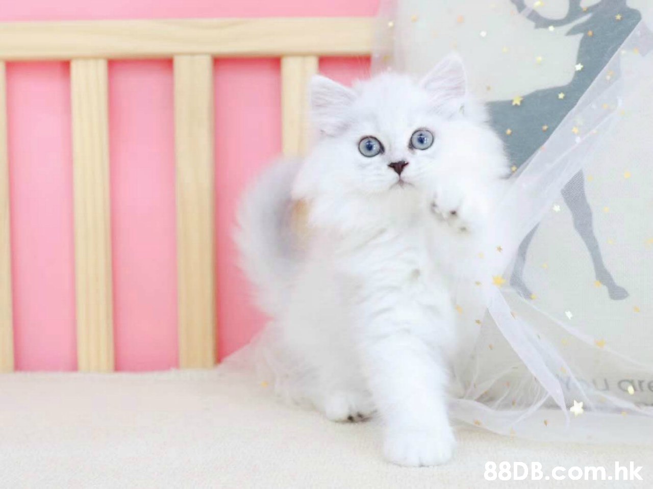 Ugre .hk,Cat,Mammal,Small to medium-sized cats,Felidae,Persian