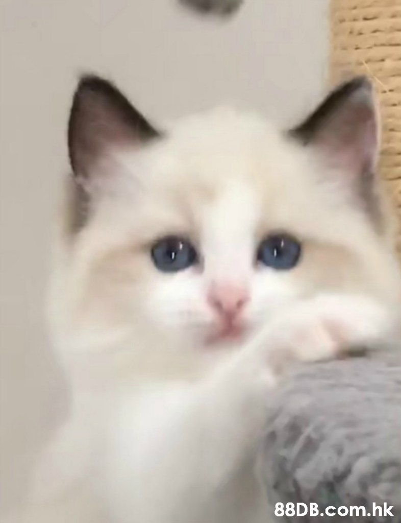 .hk,Cat,Mammal,Vertebrate,Small to medium-sized cats,Felidae