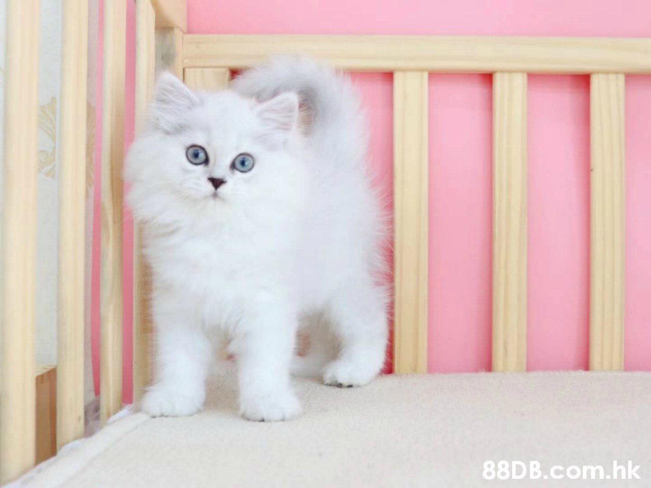 88D B.com.hk,Cat,Mammal,Small to medium-sized cats,Felidae,Kitten