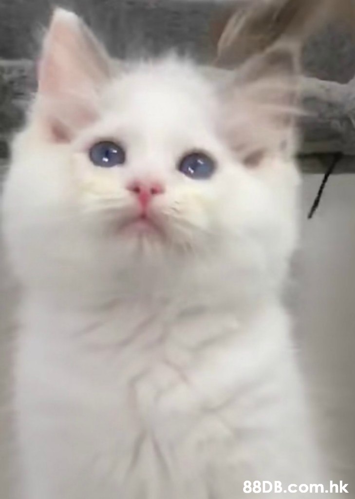 .hk,Cat,Mammal,Vertebrate,Small to medium-sized cats,Felidae