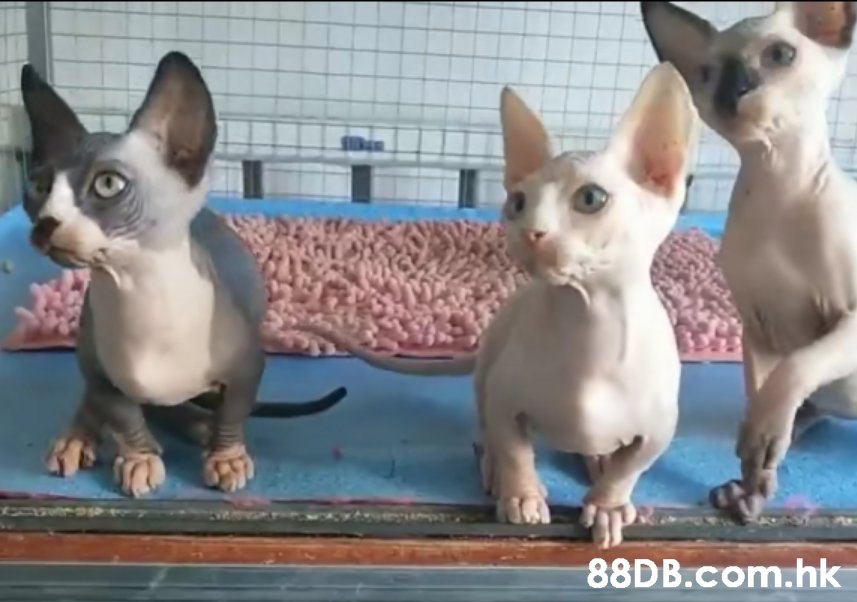.hk,Cat,Mammal,Vertebrate,Donskoy,Small to medium-sized cats
