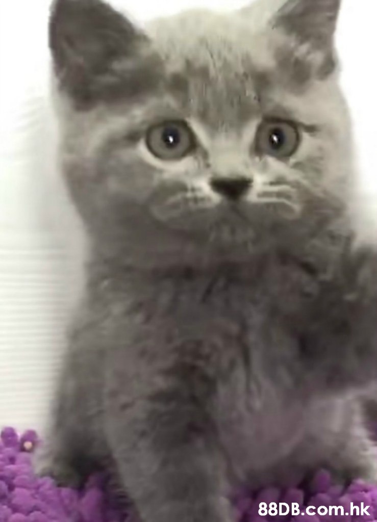 .hk,Cat,Mammal,Vertebrate,Small to medium-sized cats,Felidae