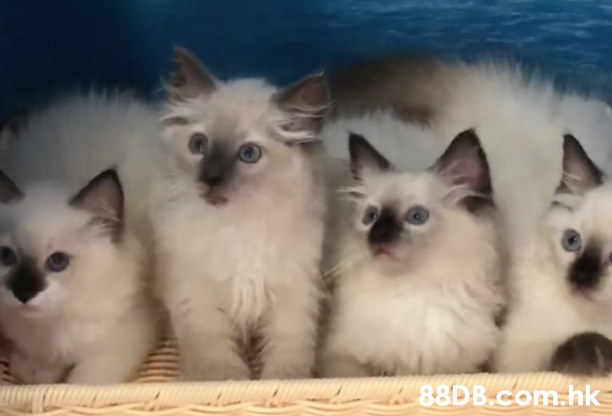 .hk,Cat,Mammal,Vertebrate,Small to medium-sized cats,Whiskers