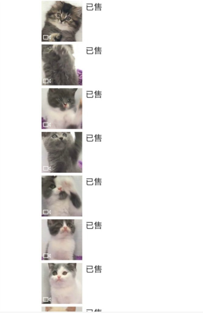 已售 已售 已售 已售 已售 已售 已售,Cat,Nose,Felidae,Small to medium-sized cats,Kitten