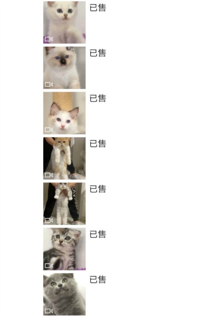 已售 已售 已售 已售 已售 已售 已售,Cat,Small to medium-sized cats,Felidae,Kitten,Fur