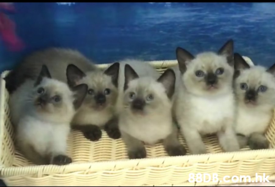 BDB. com.hk,Cat,Mammal,Vertebrate,Small to medium-sized cats,Birman